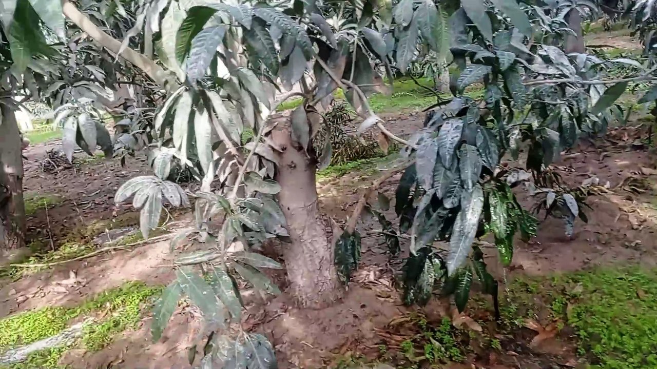طرق رى المزارع والمحاصيل