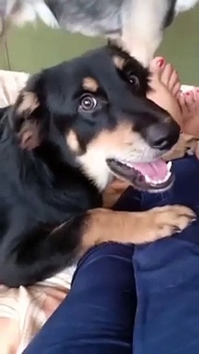 dog dog
