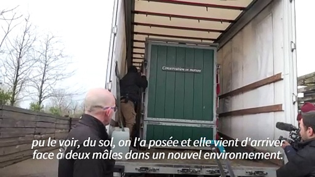 Arrivée de Dora, la nouvelle rhinocéros du Zoo de Paris