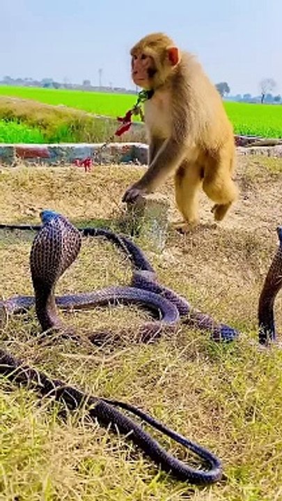 Singe avec cobra naag