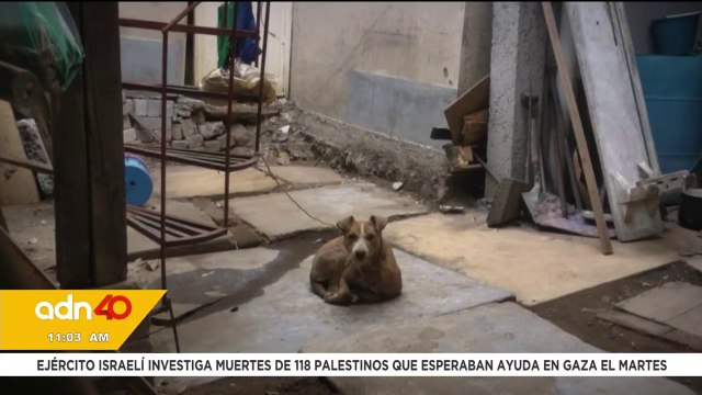 Canela fue víctima de maltrato, pero gracias a las denuncias hoy tiene una nueva oportunidad