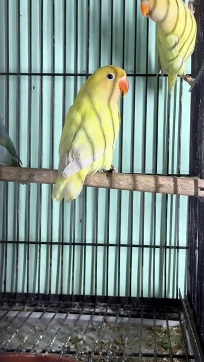 Lovebirds