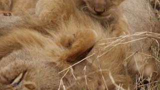 Cute Baby Lion - The Sleeping Lion Father's Body Is A Good Slide!