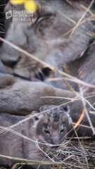 Adorable Baby Lioness (Funny and Cute Animal Cubs Videos)