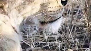 Lioness With Her Two Cute Little Cubs (Funny and Cute Animal Cubs)