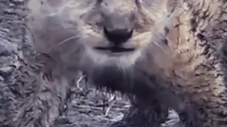 Cute Smaller Lion Cubs (Funny and Cute Animal Cubs Videos)