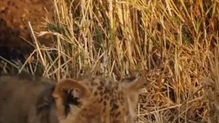 The journey of a baby lions to get to its mother (Funny and Cute Animal Cubs)