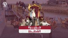 جزيرة القطط