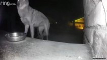 Coyote Steals Ring Camera