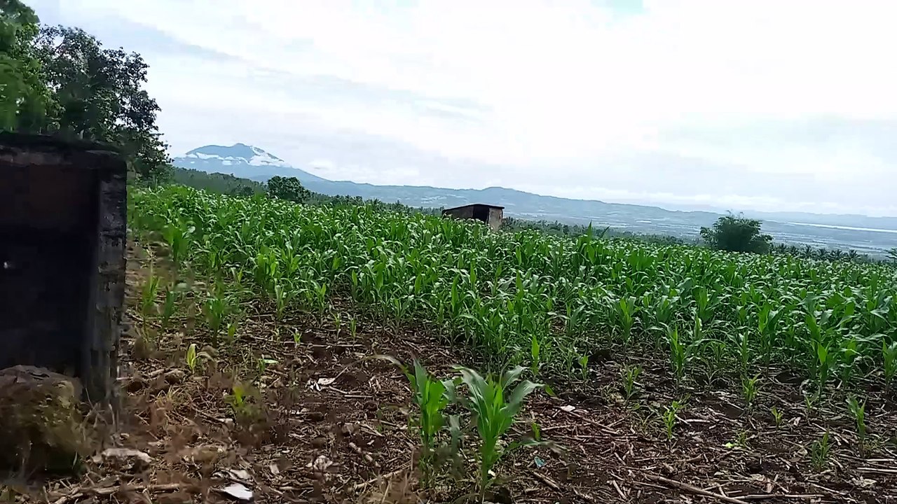 Corn