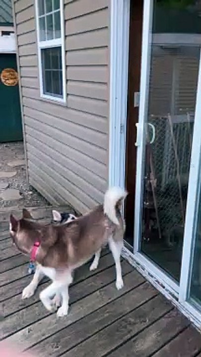 Husky Opens Door By Herself