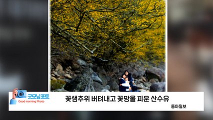 [굿모닝포토] 꽃샘추위 버텨내고 꽃망울 피운 산수유 / YTN