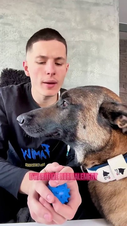 Discussion sérieuse avec Seven  #chien #malinois #reels