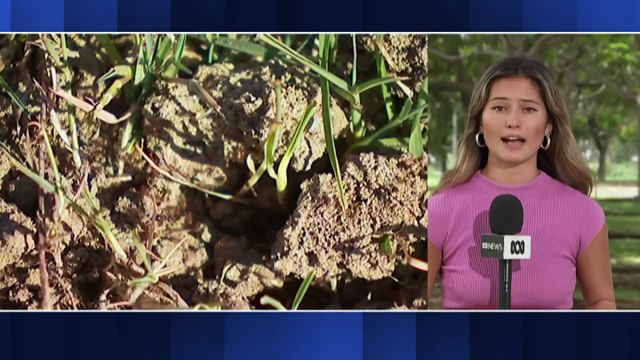 Senate inquiry into cost and impact of fire ants underway