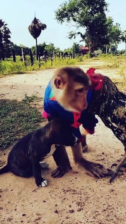 Monkey and dog love