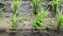 Raptors Help East Taiwan Farmers Scare Off Crop-Eating Birds