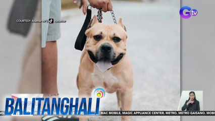 Aso na sinusubuan ng kaniyang amo gamit ang kutsara, kinaantigan ng netizens | BT