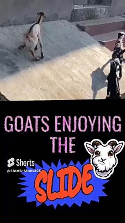 Goats 2️⃣ Enjoying the Slide #goats #slide