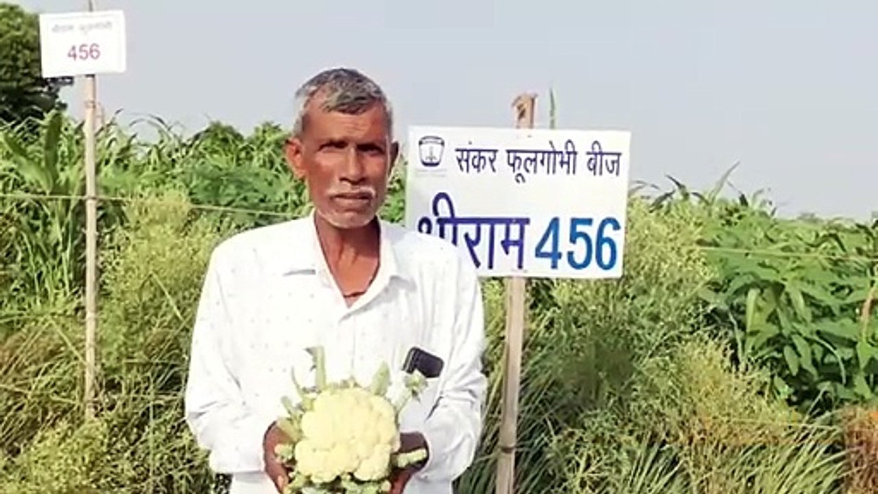 Unveiling the Shriram 456 Hybrid Cauliflower: Transforming Agriculture