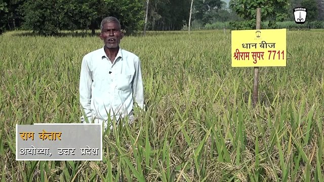 Shriram Super 7711 Rice Seeds: Optimal Choice for Farmers