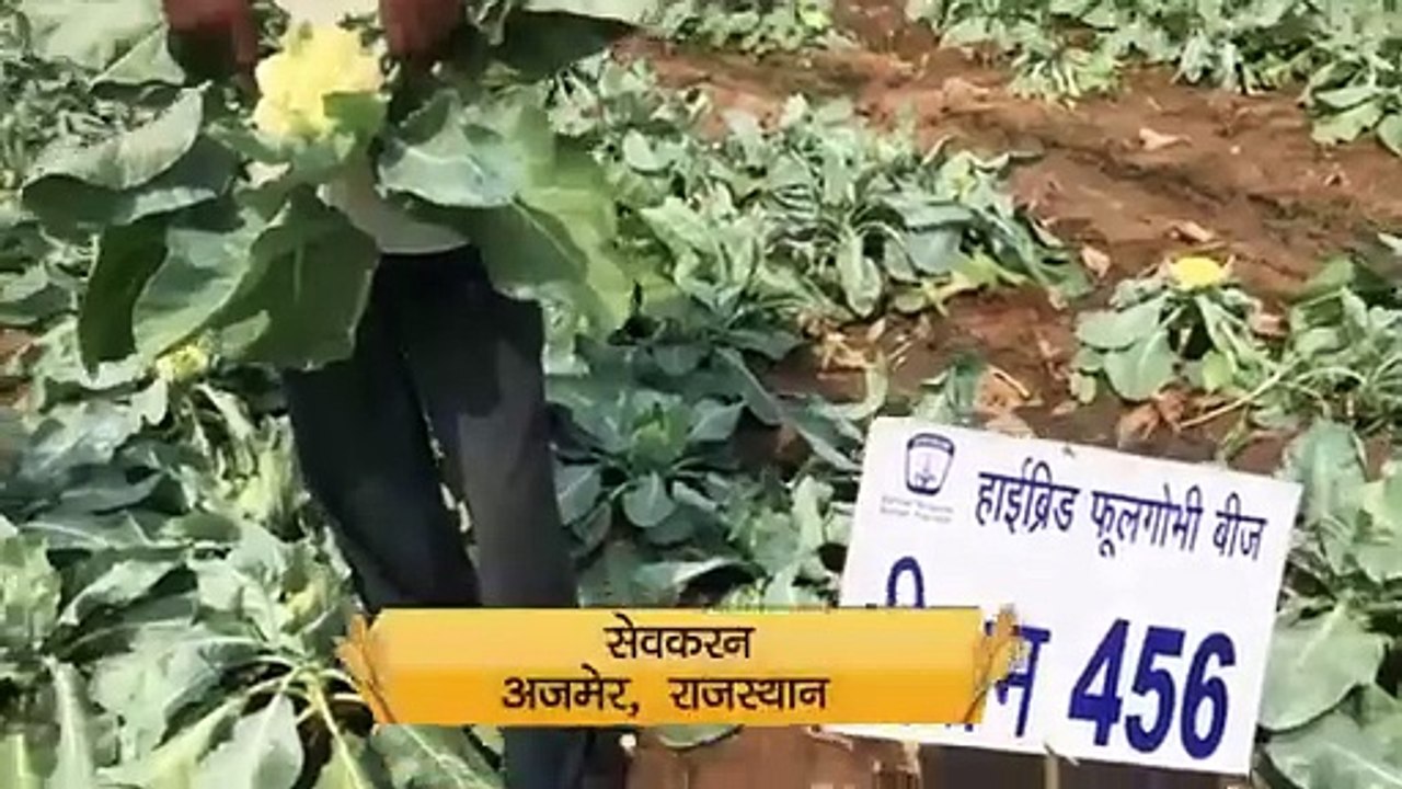 Shriram 456: Excellence, Best Cauliflower Crop!