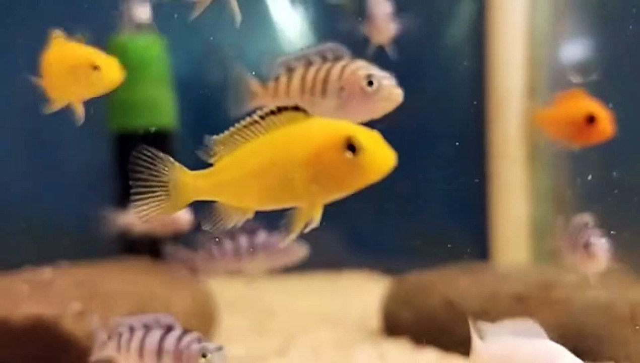 Fish_Aquarium_lovers_Rawalpindi___Islamabad(540p) video Dailymotion