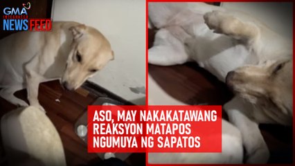 Aso, may nakakatawang reaksyon matapos ngumuya ng sapatos | GMA Integrated Newsfeed