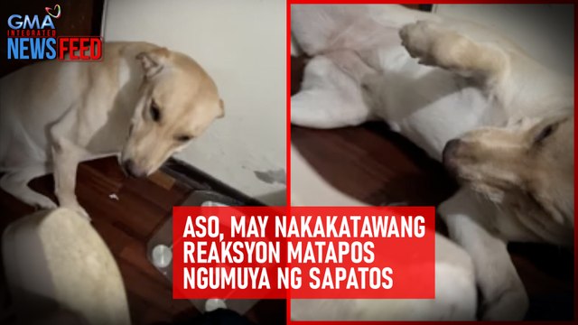 Aso, may nakakatawang reaksyon matapos ngumuya ng sapatos | GMA Integrated Newsfeed