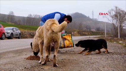 Sokak hayvanlara hem türkü söylediler hem de mama verdiler