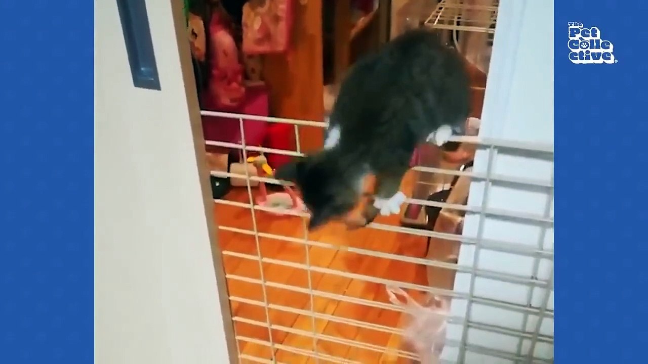 Adorable Kittens BEST Compilation
