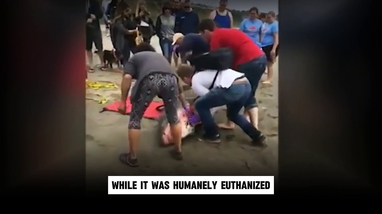 shock as great white shark washes up on NSW beach