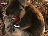 Eşini kaybeden koalanın yaptıkları izlenme rekoru kırdı! Dakikalarca sarıldı