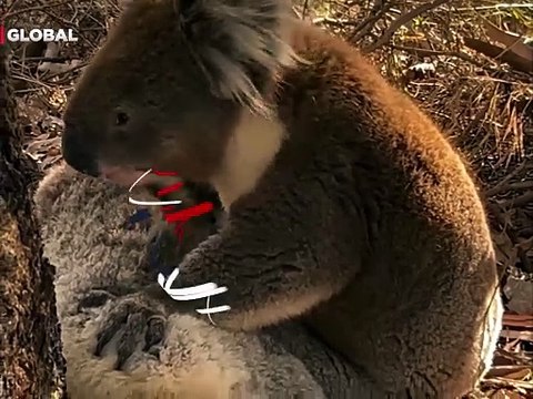 Eşini kaybeden koalanın yaptıkları izlenme rekoru kırdı! Dakikalarca sarıldı