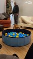 Dog Ball Pool Bliss | Ultimate Joy Unleashed! | #joyfulmoments #doglife