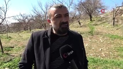 Malatya’da erken tomurcuklanan kayısı ağaçları endişelendirdi