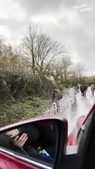 Whimsical Donkey Encounter | Heartwarming Interaction with Woman!