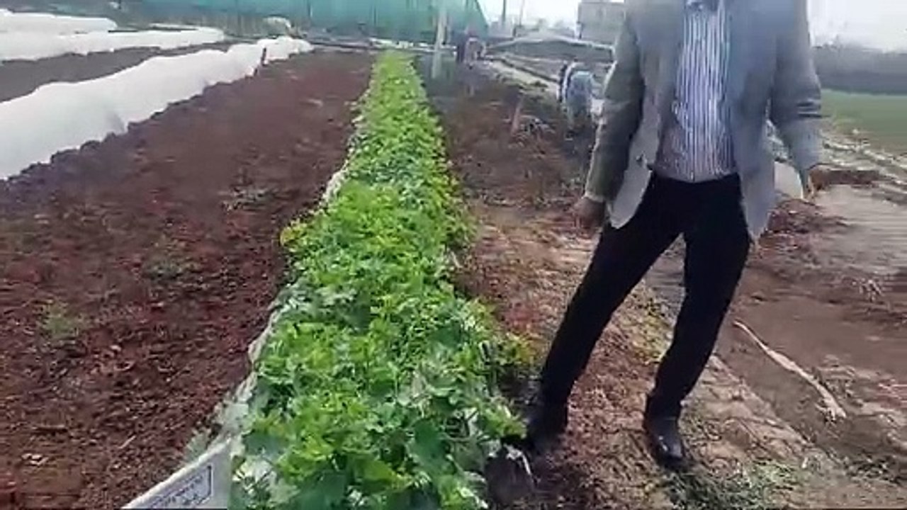 Melons are being prepared before time by colo tunnel method