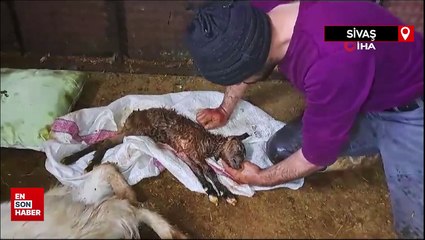 Sivas'ta yeni doğan oğlağı suni teneffüs yaparak hayata döndürdü