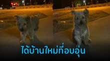 น้องหมาจรอุ้มท้องมาขอข้าวกิน เจอคนใจดีช่วยเหลือรับดูแล ต่อไปไม่ลำบากแล้วลูก