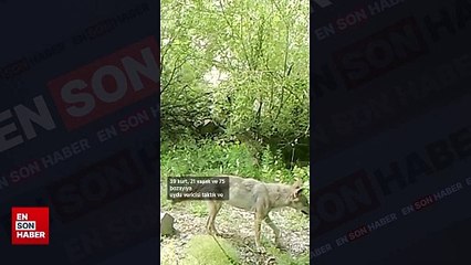 Türkiye'de yaban hayatı