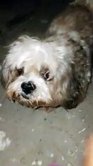 my dog not listening to me