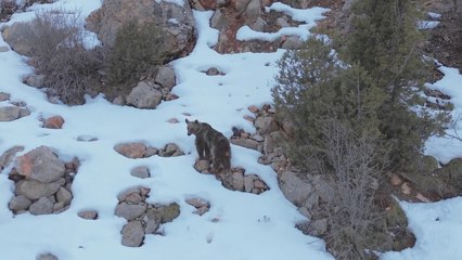 Kış uykularından uyanan bozayı drone görüntüsülendi
