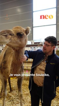 Julien Job est producteur de lait de chamelle. Nous l’avons rencontré au Salon de l’agriculture, où il nous a présenté ses chameaux et les différents produits de la La camélerie.