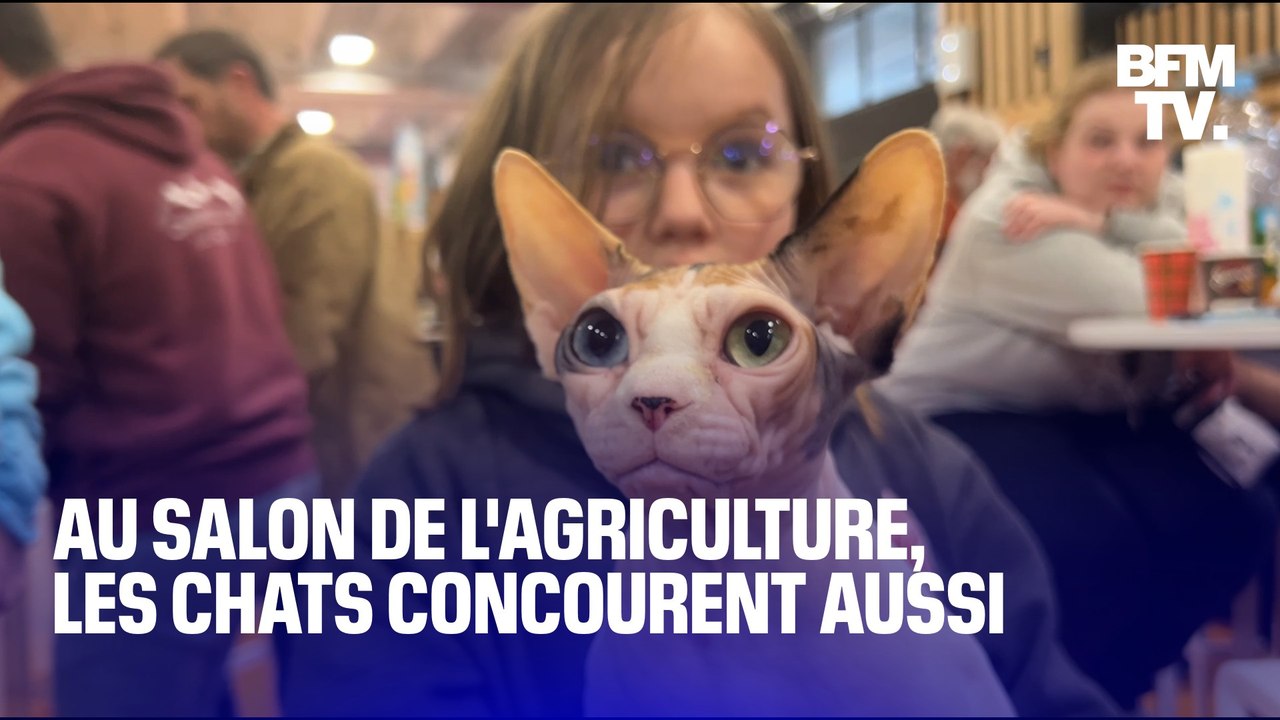 Au Salon de l'agriculture, les chats de race concourent aussi