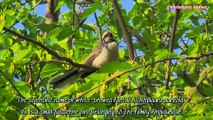 White browed fantail Sound