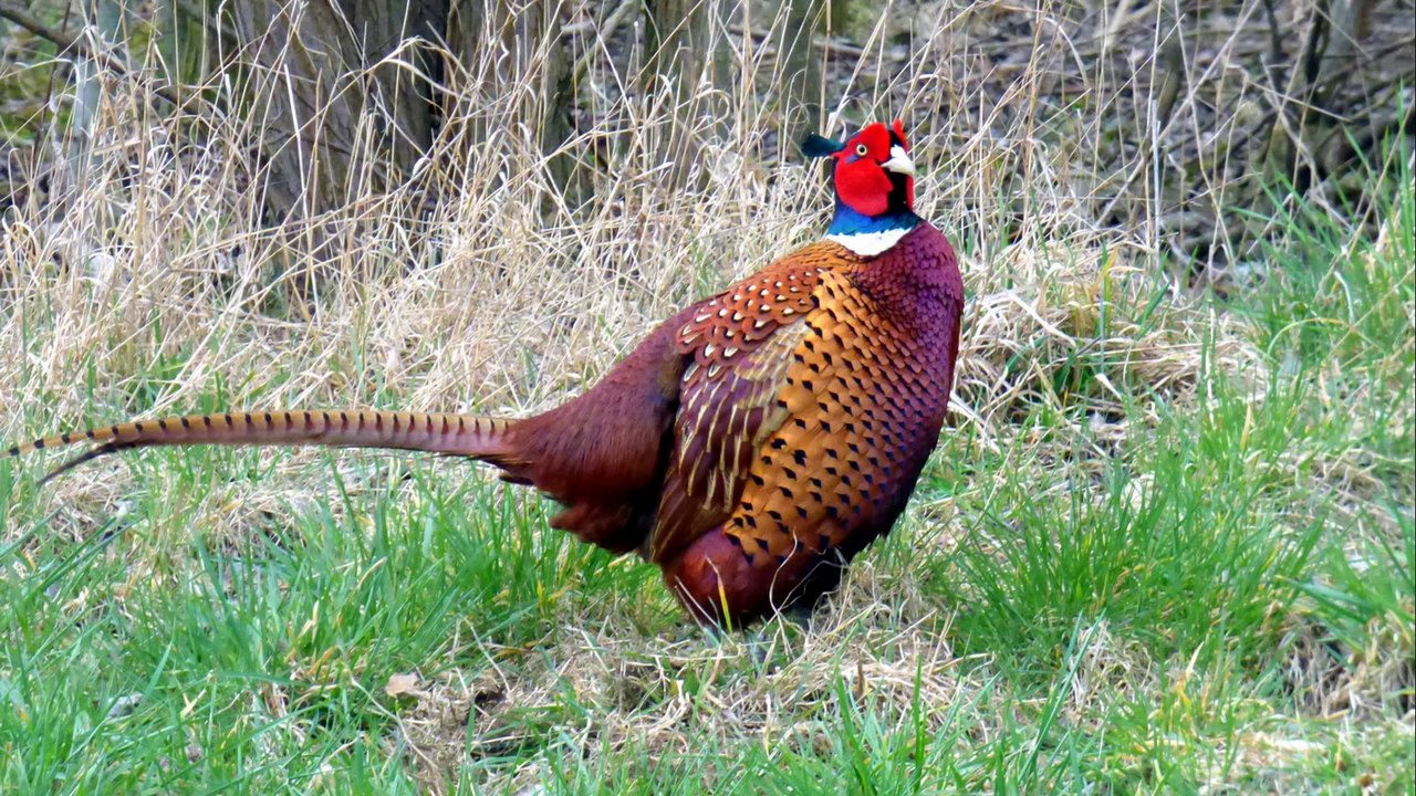 Hunting Colchis Pheasant (Phasianus Сolchicus) Bulgaria (Part-2)