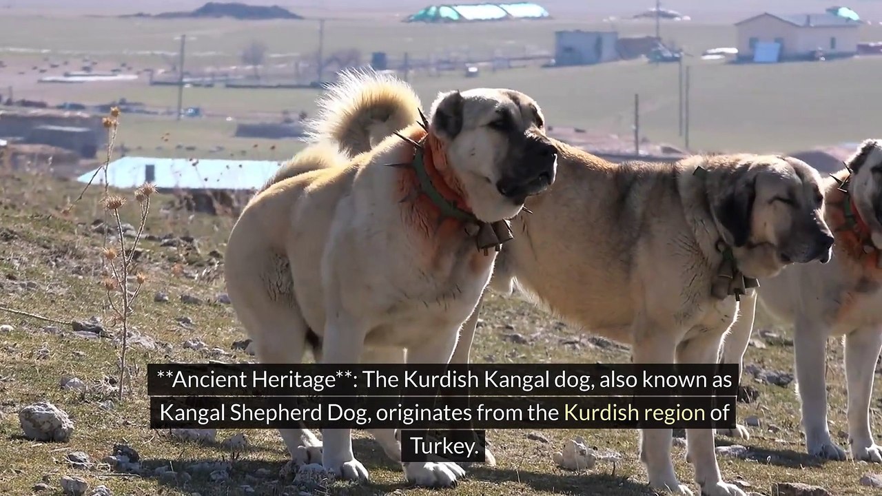 Facts About Kurdish Kangal