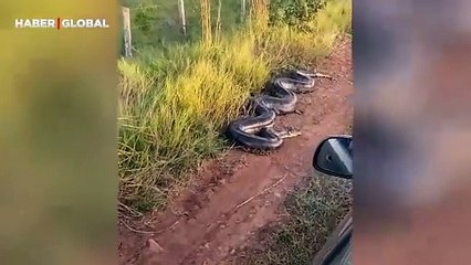 Ölü taklidi yapan anakonda yanından geçen arabaya böyle saldırdı
