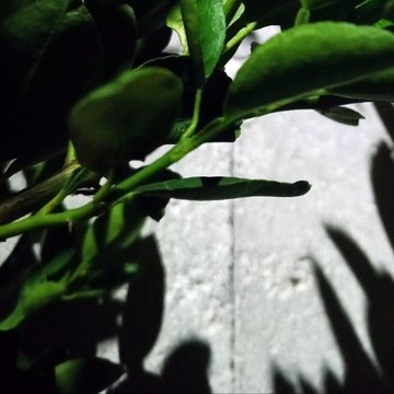 -Jacobo Shemaria Capuano- ¡En general! (Parte 2) (Creado por @JacoboShemariaCapuano)