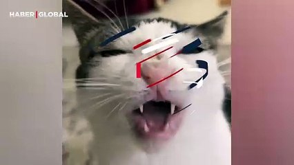 Kendine has tarzı ile karnını doyuran kedi, görenleri kahkahaya boğdu